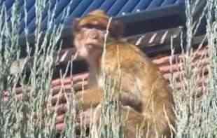 BEOGRADSKA DŽUNGLA: Majmun slobodno šeta prestonicom (VIDEO)