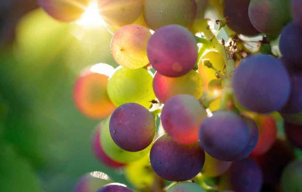 VOJVOĐANSKI VINARI NISU OPTIMISTIČNI: Cena vina biće viša za 50 odsto do nove godine