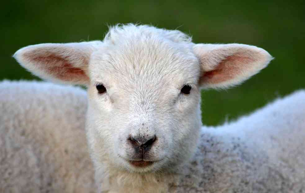 TRŽIŠTE PREZASIĆENO NJIHOVIM MESOM: Ovce u Australiji pojele profit
