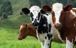 MLEKARI SAOPŠTILI: U Srbiji 78.000 fantomskih krava