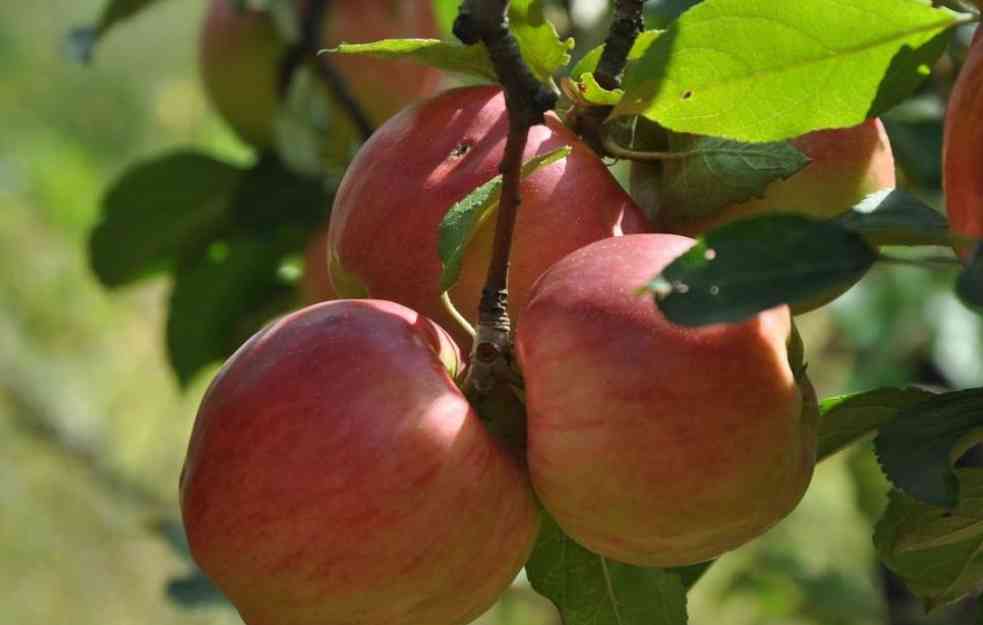 Mraz preti da uništi srpske voćnjake: Da li su jabuke na ivici propasti?