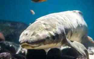 Upoznajte najstariju akvarijumsku ribu: Nikada nećete pogoditi koliko je zaista stara!