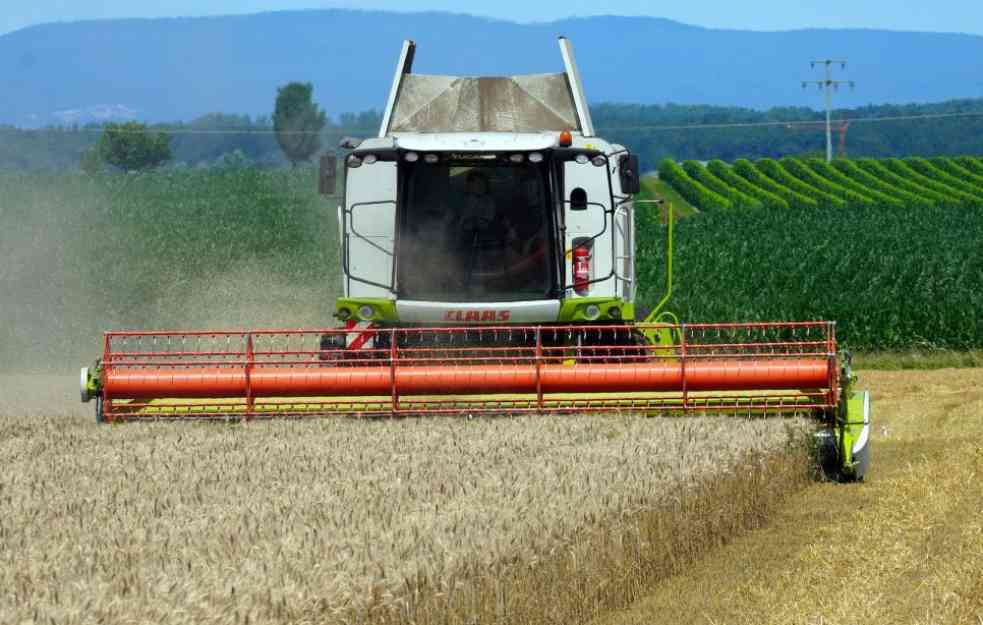 PRINOS SE POVEĆAO: U Srbiji u 2023. godini proizvedeno 3,4 miliona tona pšenice