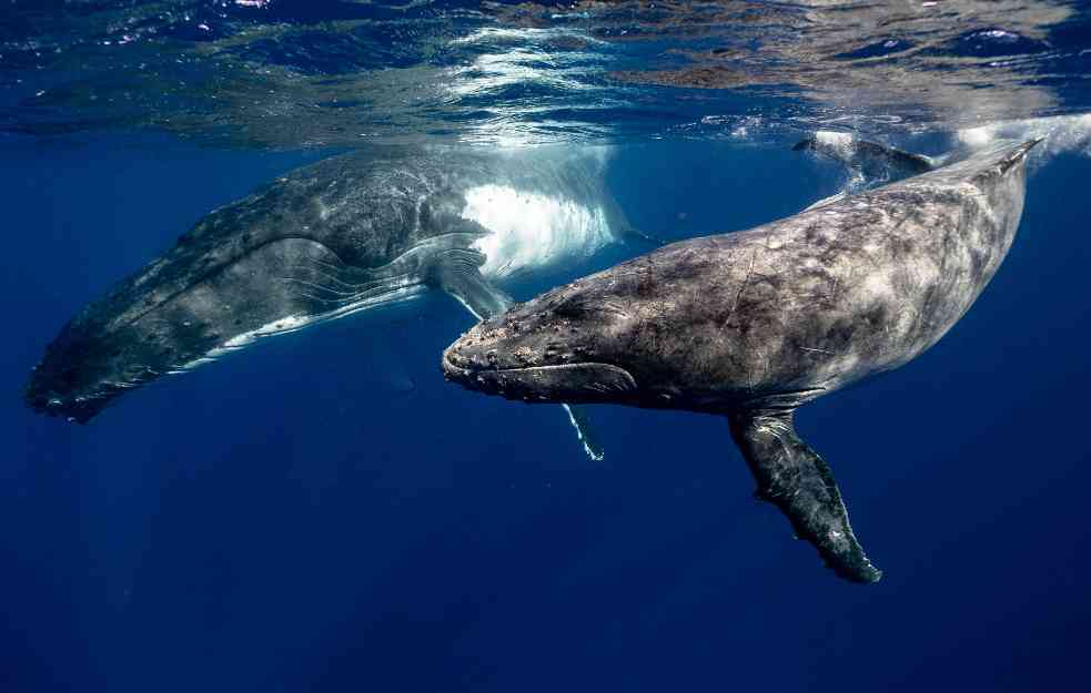 AKTIVISTI BESNI! Australijski gasni projekti mogu da naude kitovima