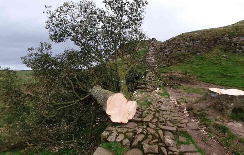 DEČAK U ENGLESKOM ZATVORU: Uhapšen zbog seče drveta starog 200 godina (FOTO)