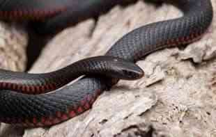 Najtraženije crne zmije: Među njima je i najozloglašenija i najopasnija na svetu