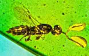 Otkrivena nova vrsta insekta: Minijaturna osa