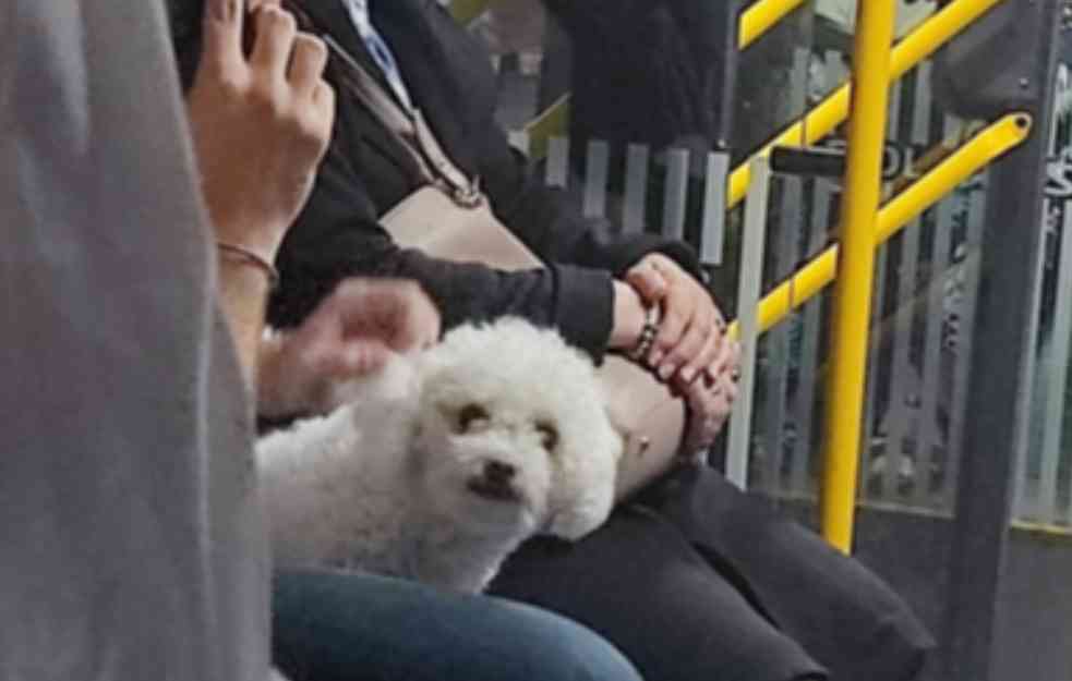 DA LI SMO NORMALNI: Pas u autobusu sedi dok ljudi stoje i niko se NE BUNI! (FOTO)
