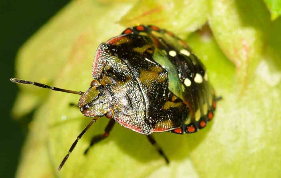 NAJEZDA STENICA MOGUĆA I U SRBIJI? Insekti uznemirili javnost u Parizu, Londonu i Rijeci