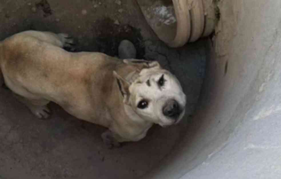 Pas slabog vida upao u šahtu: Ljudi sa velikim srcem izvukli ga i odveli veterinaru