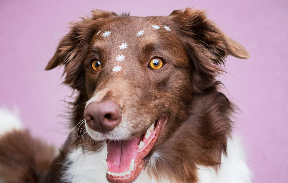 Nećete verovati koja rasa pasa je zapravo najinteligentnija