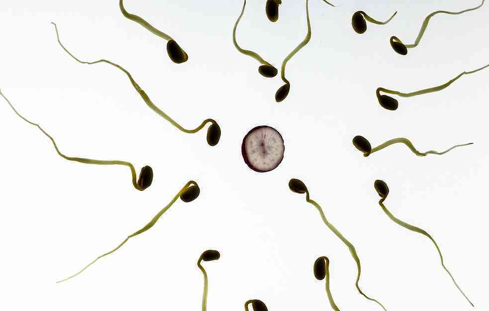 NOVA STUDIJA POKAZALA: Naučnici otkrili da spermatozoidi prkose zakonu fizike