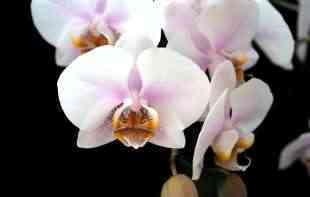 Orhideja vam ne cveta? Ova infuzija vraća vaše biljke u život u roku od samo dva dana