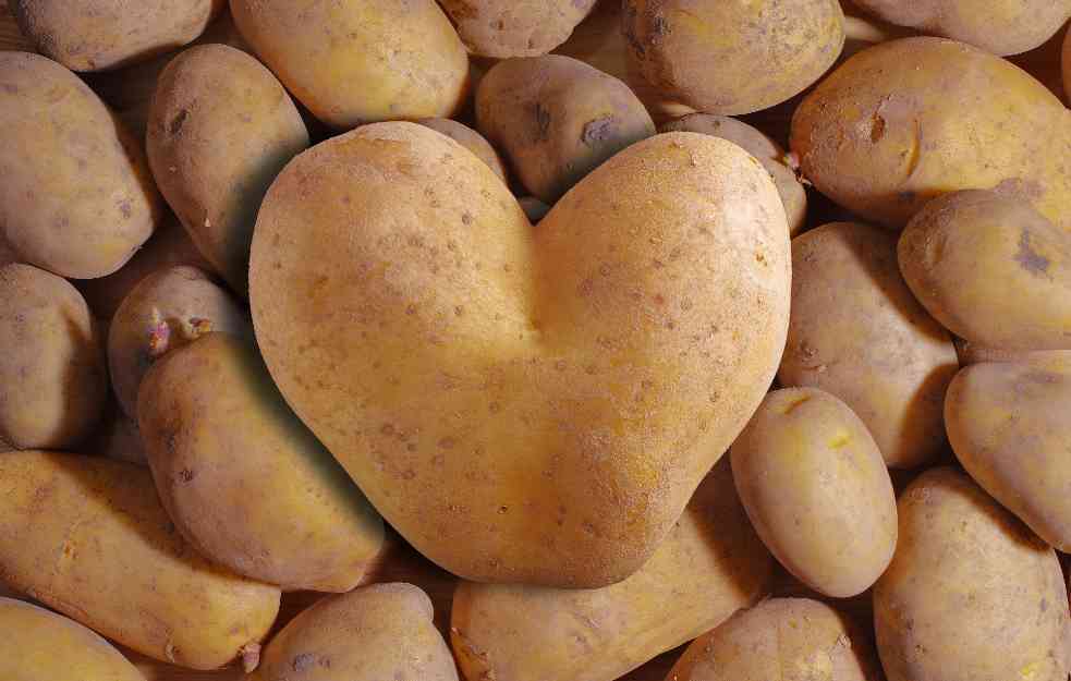 JELA OD KROMPIRA SU NEZAOBILAZNA: Najskuplji krompir na svetu uzgaja se u Francuskoj
