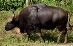 <span style='color:red;'><b>Ugrožena vrsta</b></span> bizona primećena po prvi put nakon 37 godina na Tajlandu