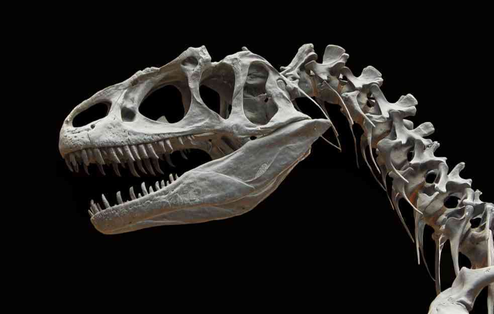 Otkrivena nova vrsta dinosaurusa