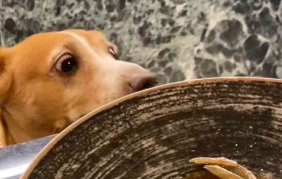U Rimu otvoren prvi luksuzni restoran za pse: Ljubimci ga obožavaju (VIDEO)