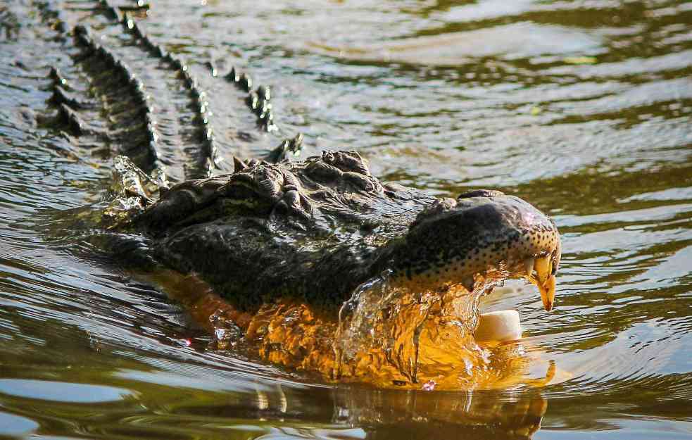 HRABROST ILI LUDOST: Farmer preživeo napad krokodila nakon što je životinju UGRIZAO! 