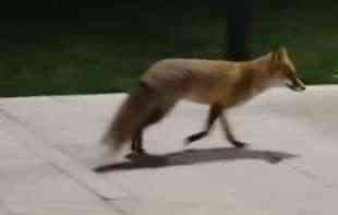 Lisica se ponovo prošetala Banjicom - ovog puta viđena je u blizini pet-šopa (VIDEO)