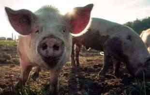 POLJOPRIVREDNCII TREBA DA ZNAJU: Koja je razlika između klasične i afričke svinjske kuge?