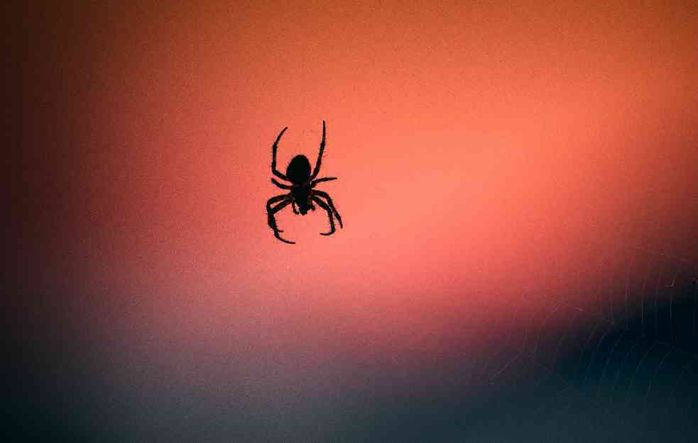 U Australiji otkriveno skoro 50 novih vrsta paukova: Ne plete mreže