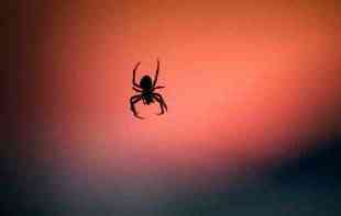U Australiji otkriveno skoro 50 novih vrsta paukova: Ne plete mreže
