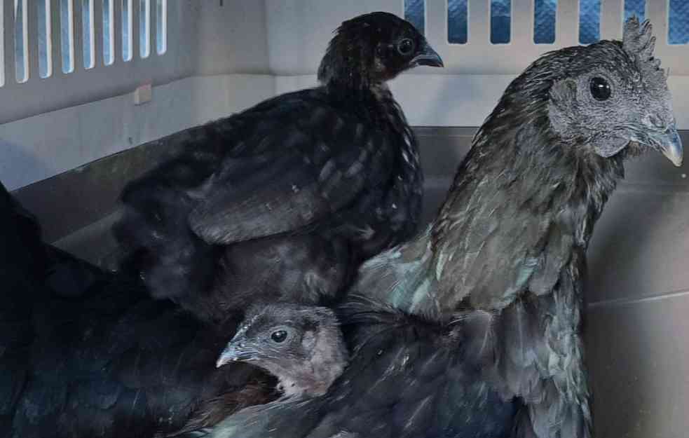Živina iz drugog sveta: Najskuplja kokoška na svetu je tamna kao ugalj, JEDINKA KOŠTA 2.500 EVRA!