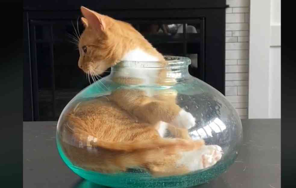 Mačka postala HIT NA DRUŠTVENIM MREŽAMA: Namučila se da uđe u vazu, da bi na kraju IZVELA OVO (VIDEO)
