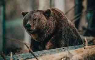 Napadi medveda u Japanu dostigli rekordan nivo
