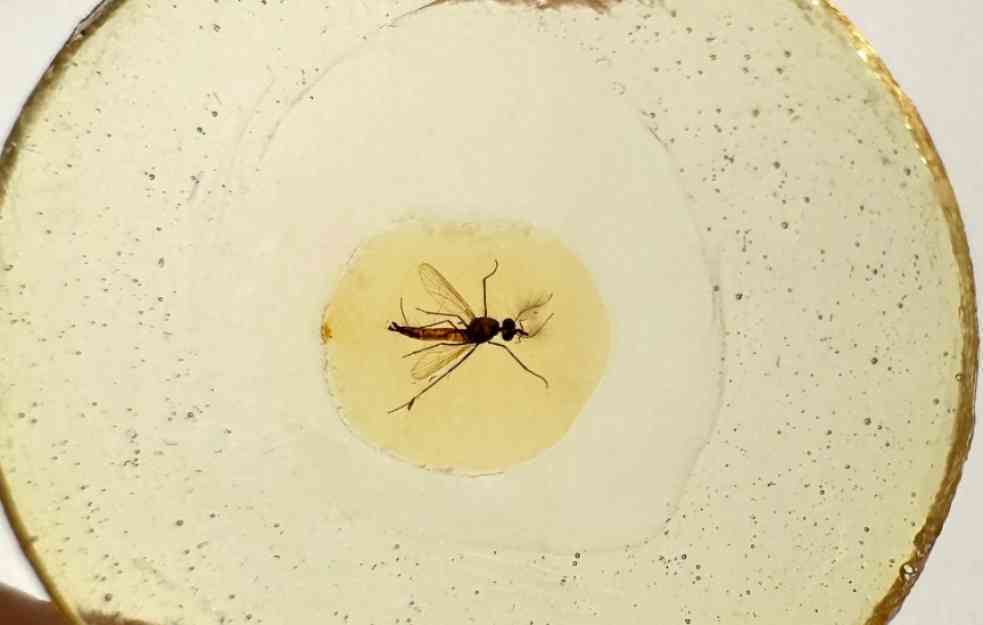 Fosil komarca starog 130 miliona godina ostavio naučnike u ŠOKU! Evo šta su otkrili