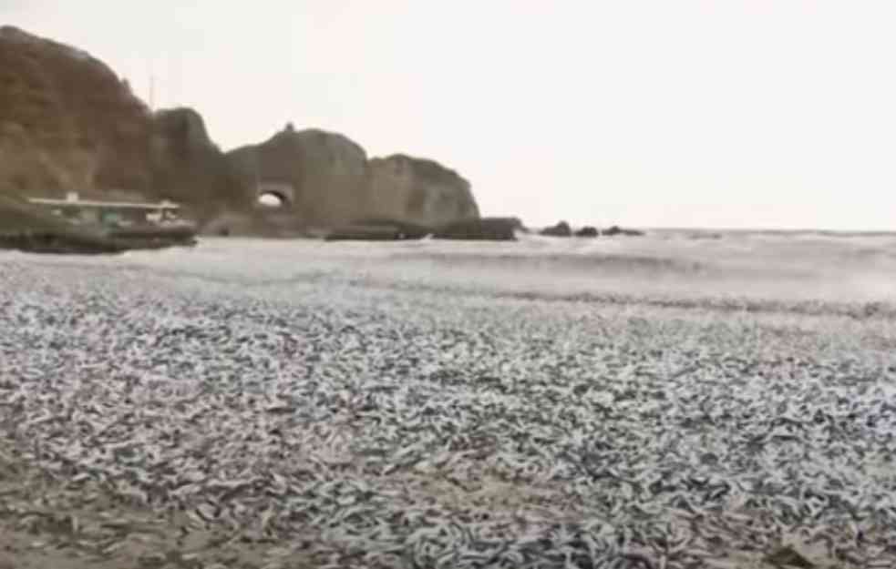 BIZARAN PRIZOR NA OBALI JAPANA: Cela plaža prekrivena mrtvom ribom, vlasti UPOZORILE građane (VIDEO)