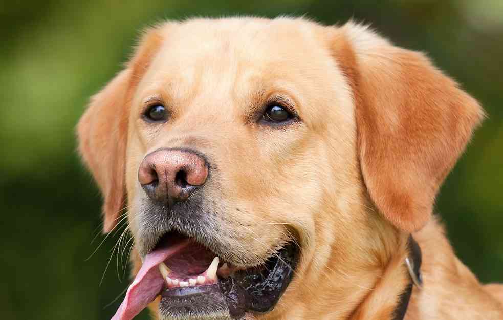 NA PRVOM MESTU SU IGRAČKE: Veterinar otkrio pet stvari koje nikada ne bi kupio svom psu