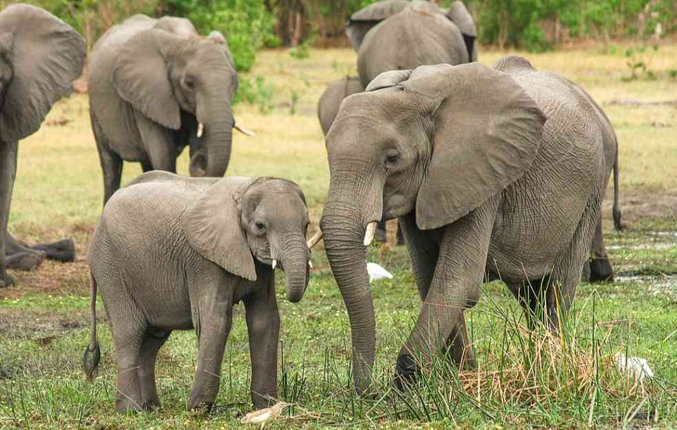 Slon nasrnuo na vozilo sa grupom turista, jedna žena poginula