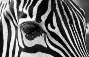VEČITA DILEMA: Da li su zebre bele sa crnim prugam ili crne sa belim prugama?