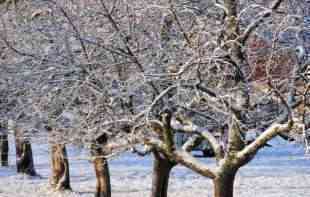 FAZA MIROVANJA ZA BILJKE: Kako se voćnjaci pripremaju za zimu?