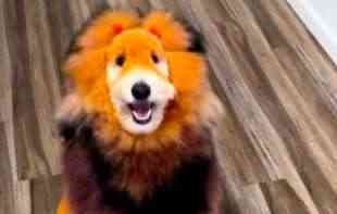Transformacija kućnih ljubimaca, frizer pse pretvara u egzotične <span style='color:red;'><b>životinje</b></span> (VIDEO)