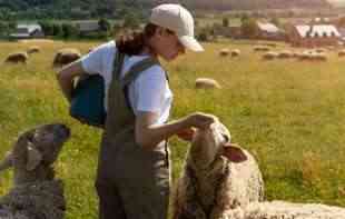 Niko neće da čuva ovce za 2.000 evra: <span style='color:red;'><b>Izum</b></span>ire posao pastira i kao i sela