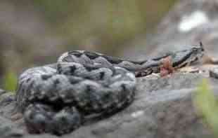 Čudo na Zlatiboru, invazija poskoka used zime: Iskusni planinari nikada nisu videli ovoliki broj zmija (FOTO)