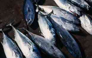 Plava riba umesto <span style='color:red;'><b>crv</b></span>enog mesa spasila bi godišnje 750.000 ljudi