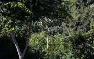 Krčenje šuma u ​​brazilskoj Amazoniji prepolovljeno 2023.