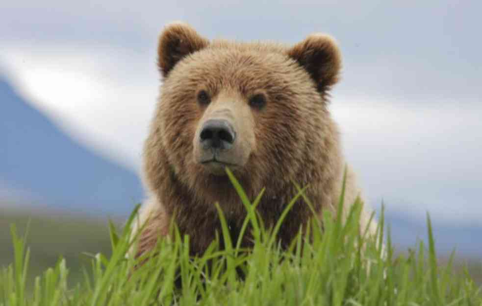 Medvedi u finskom zoo vrtu ove sezone spavali samo šest sedmica