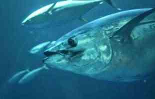 MOŽE I SKUPLJE: Plavorepa tuna prodata za 800.000 USD na aukciji, ali to nije najviša cena ikad plaćena za jednu ribu