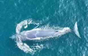 ŽIVOTINJA POVREĐENA RIBARSKOM OPREMOM: Uginula ženka retke vrste kita