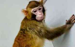 OGROMAN USPEH! Kineski naučnici klonirali rezus majmuna