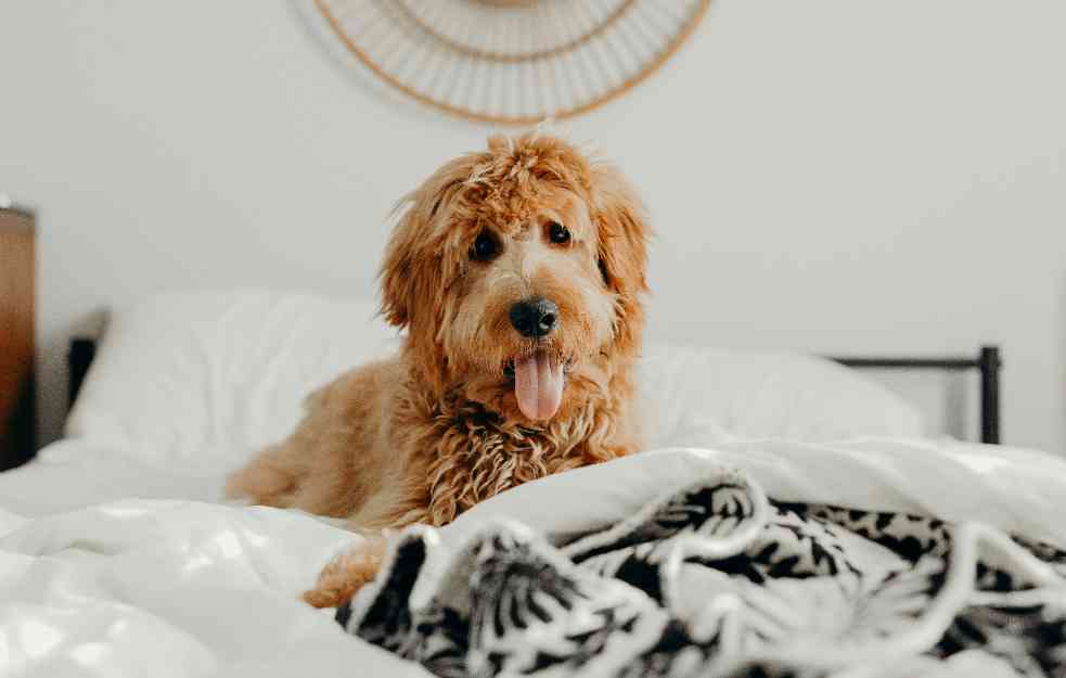 NEOBIČNA PRIĆA: Kako je pas postao treći točak u spavaćoj sobi