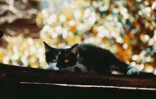 Tajna sakrivena iza boje očiju crno-belih mačaka