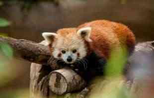 Crvena panda pobegla iz <span style='color:red;'><b>zoo vrt</b></span>a u Kelnu: Brzo su je pronašli