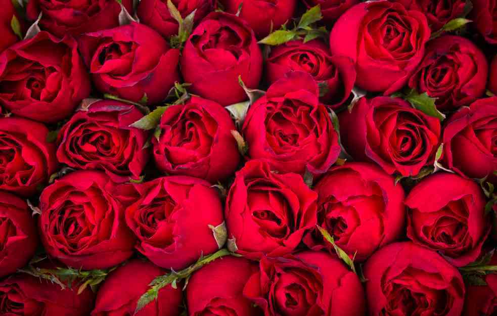 Popularnost ruže kao poklona za Danz aljubljenih u Srbiji: Istina ili mit?