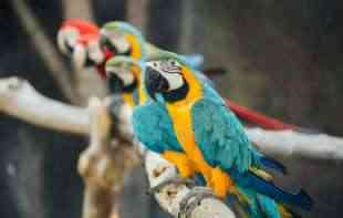 Na <span style='color:red;'><b>Horgoš</b></span>u zaplenjen zaštićeni afrički papagaj