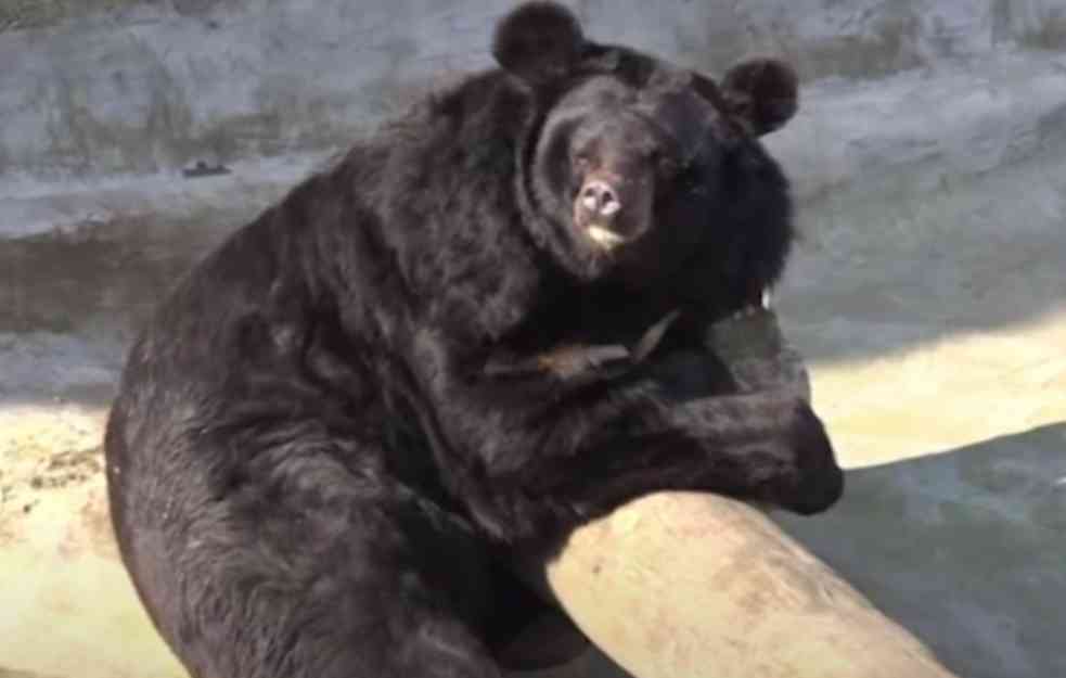 ISTRAŽIVANJE POKAZALO: Zbog klimatskih promena medvedi sve češće preskaču zimski san